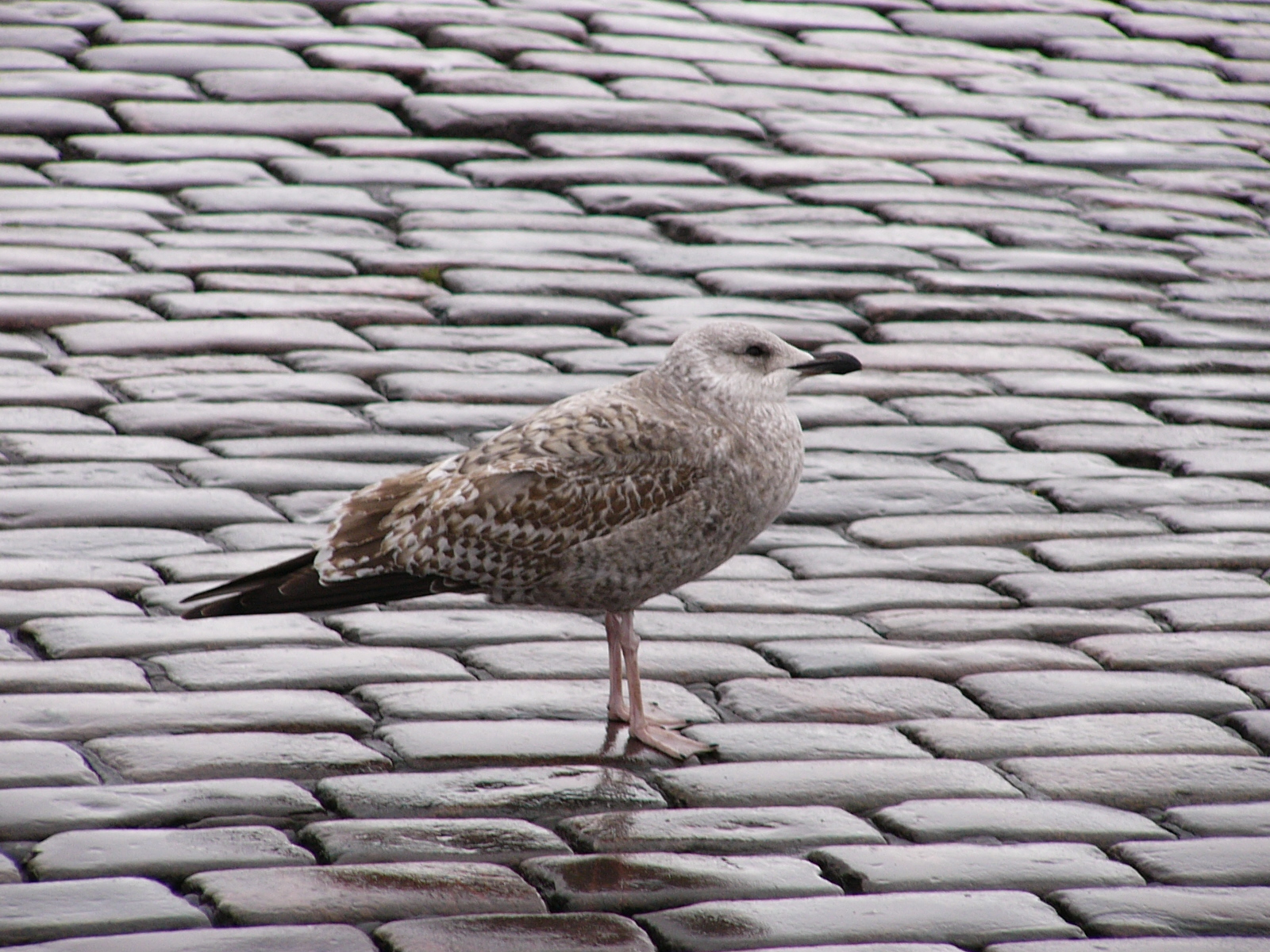 Bird