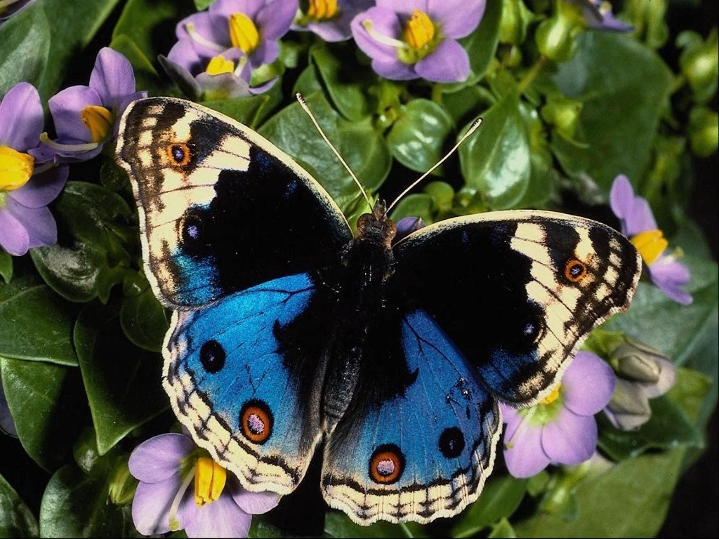 Butterfly Wallpapers. Images and animals Butterfly pictures 621