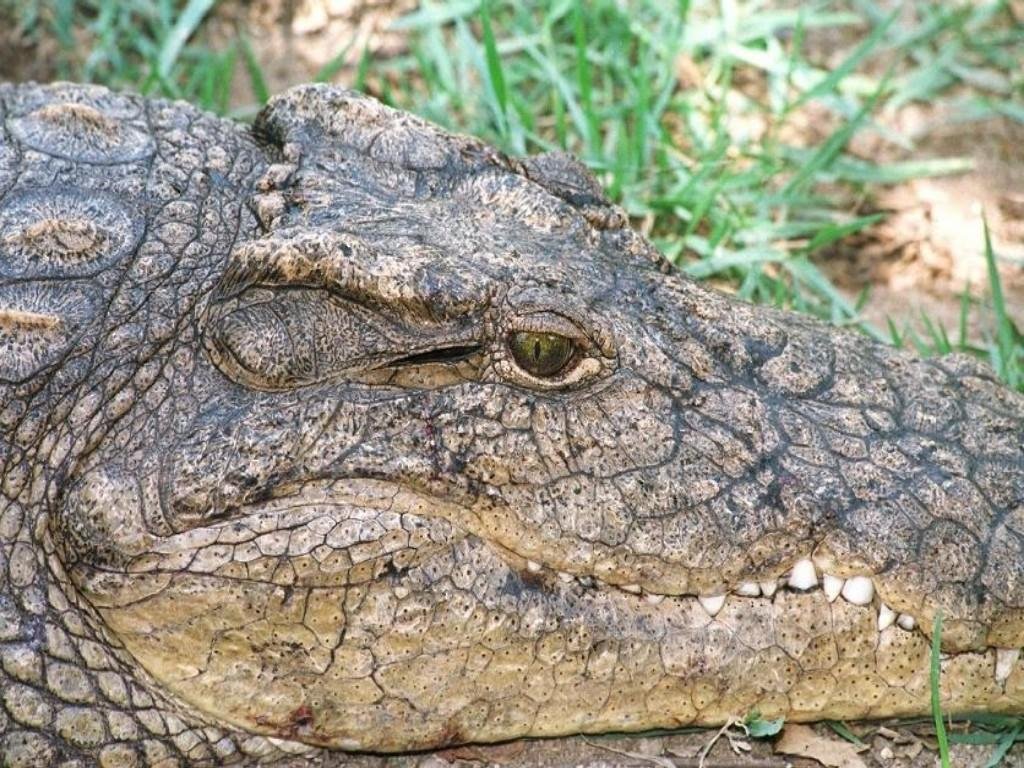 Crocodile