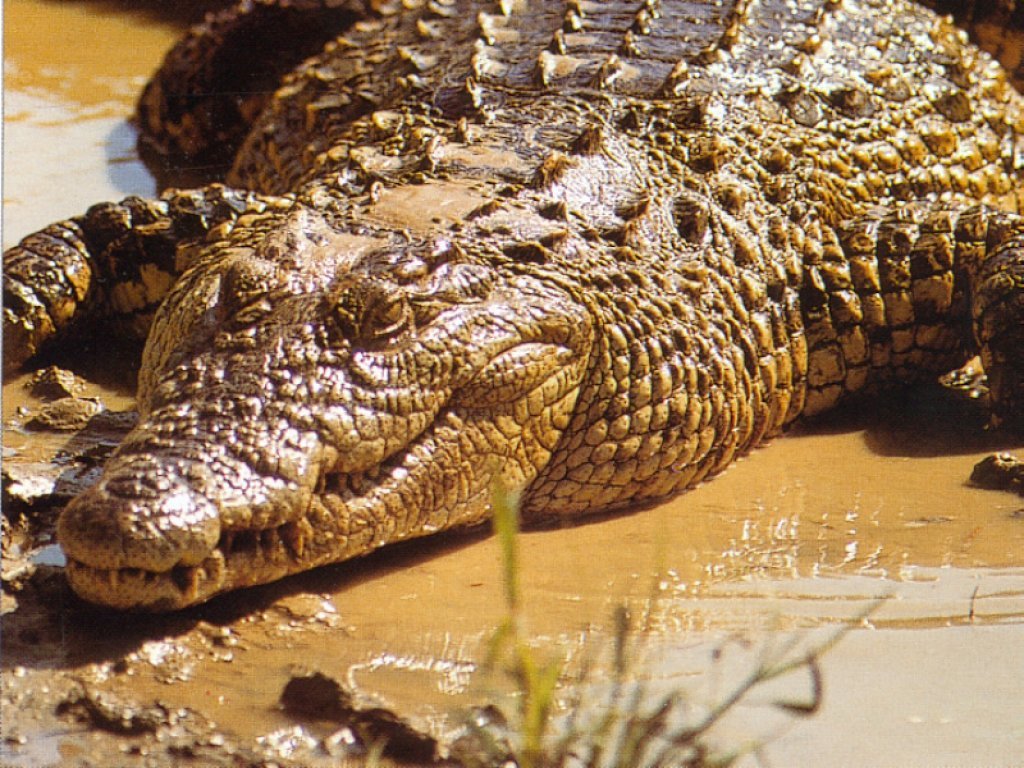 Crocodile