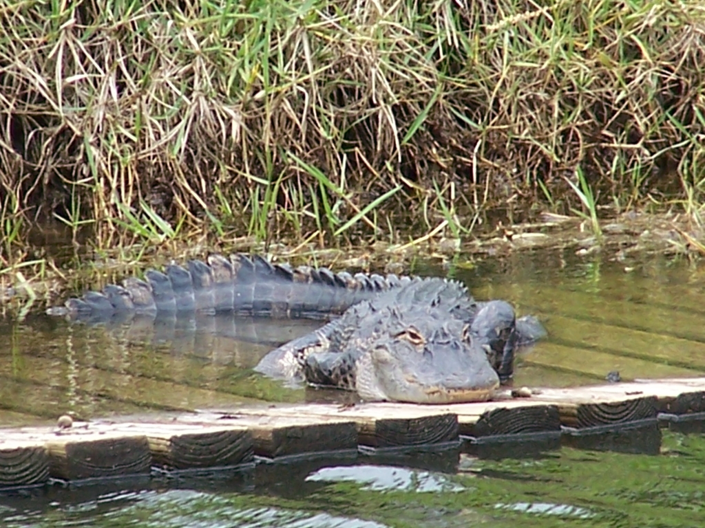 Crocodile