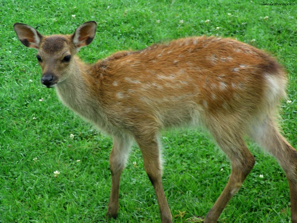 Deer