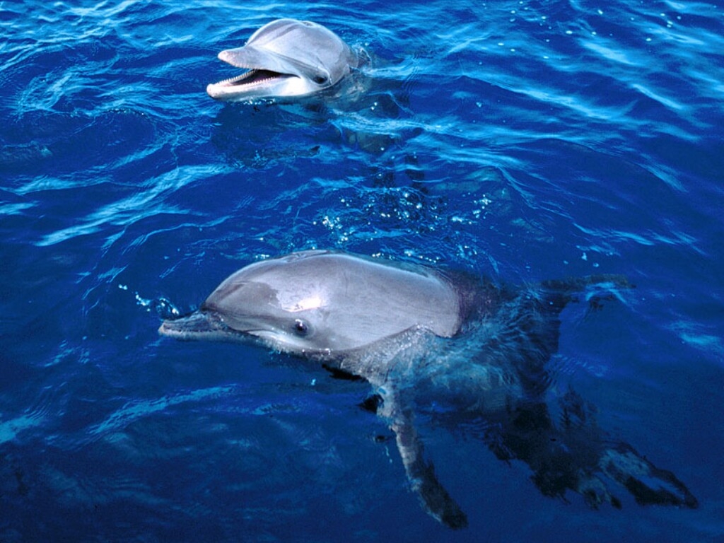 Dolphin