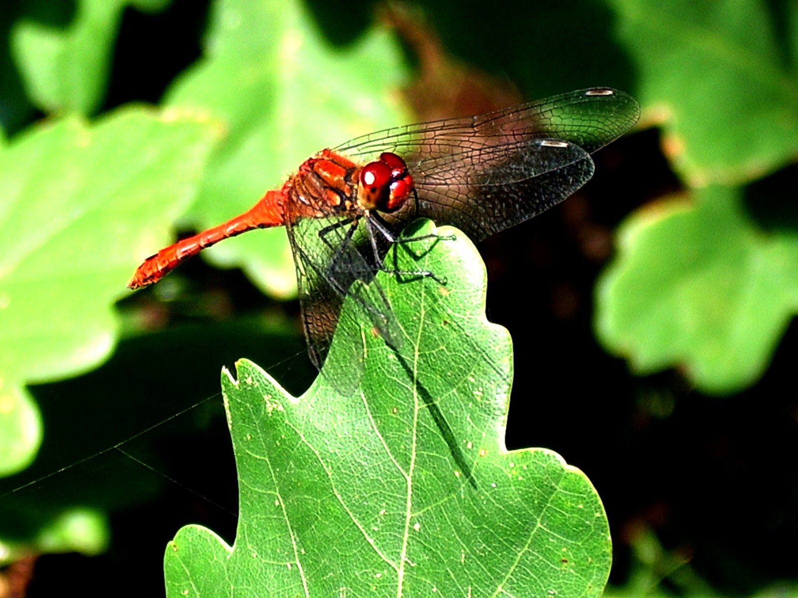 Dragonfly