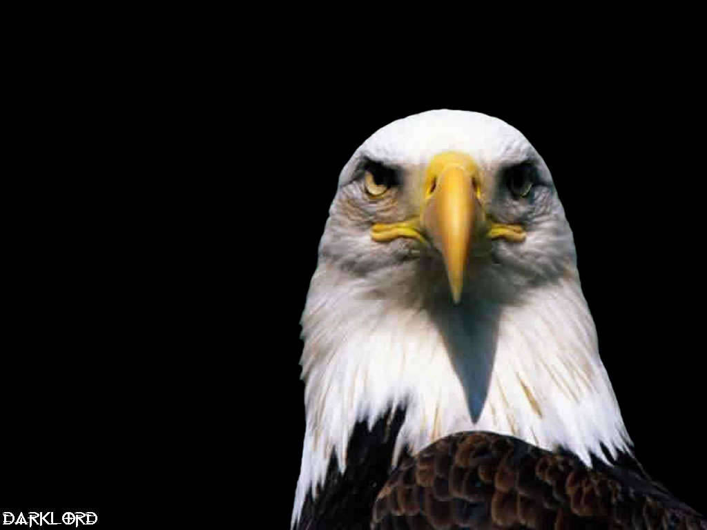 Eagle Wallpapers Images And Animals Eagle Pictures 667