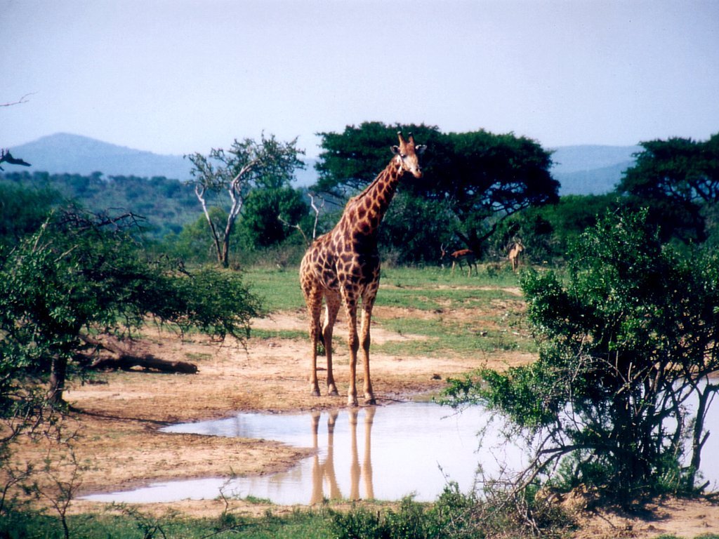 Giraffe