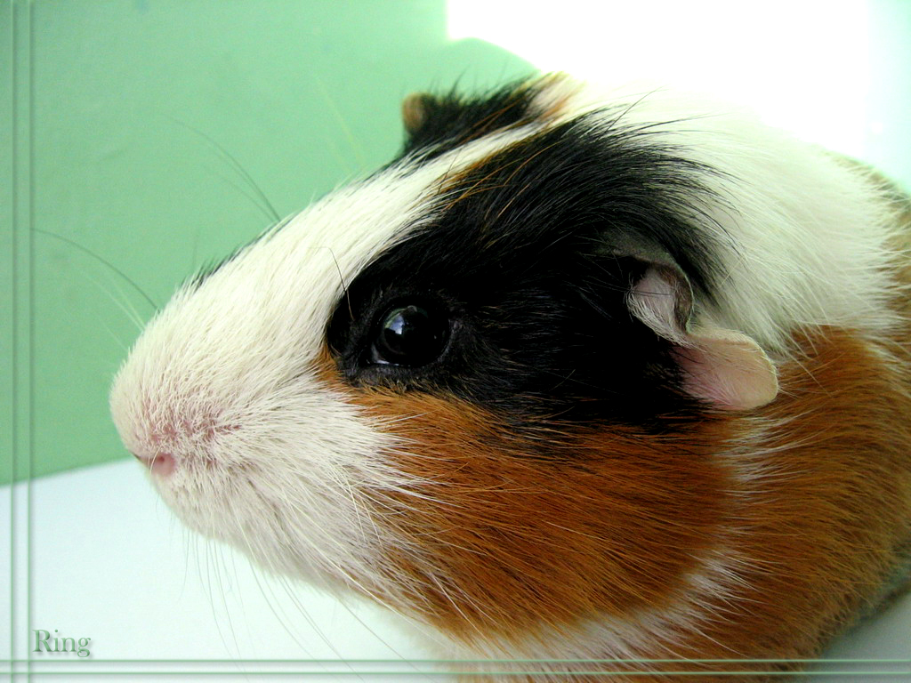 Guinea pig