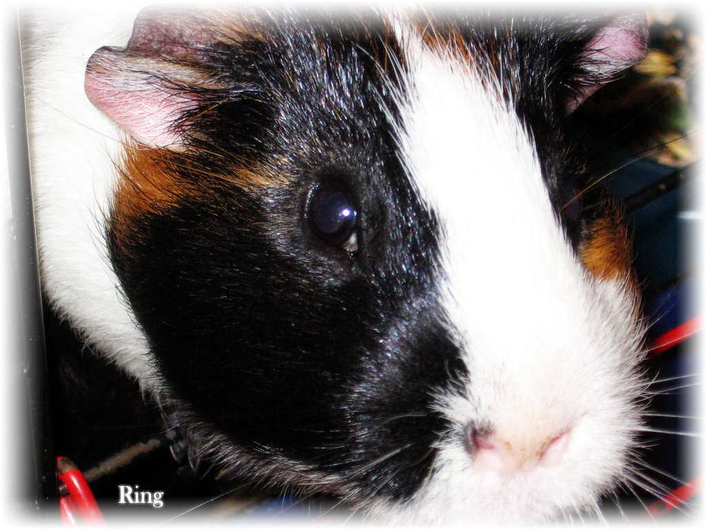 Guinea pig