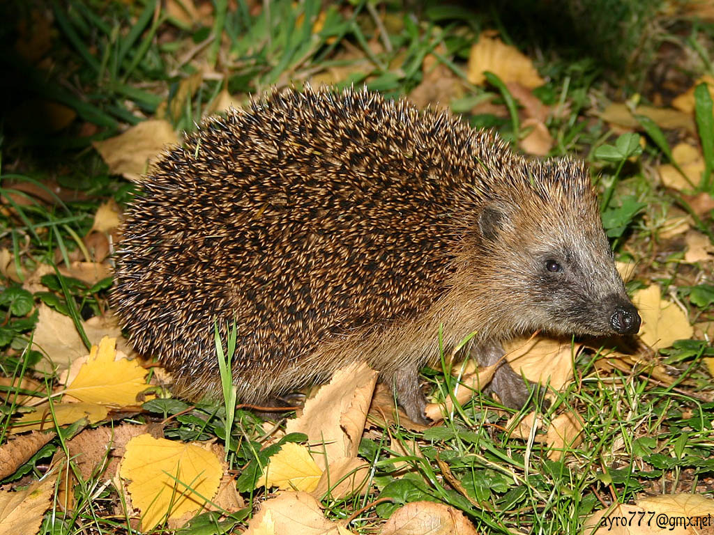 Hedgehog