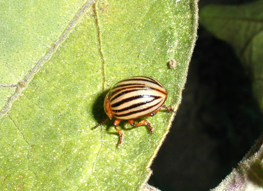 Insect