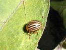 Insect