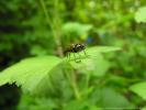 Insect
