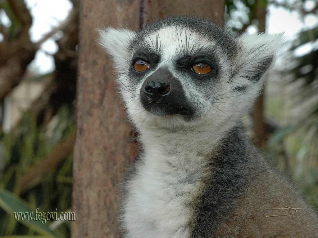 Lemur