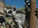 Lemur