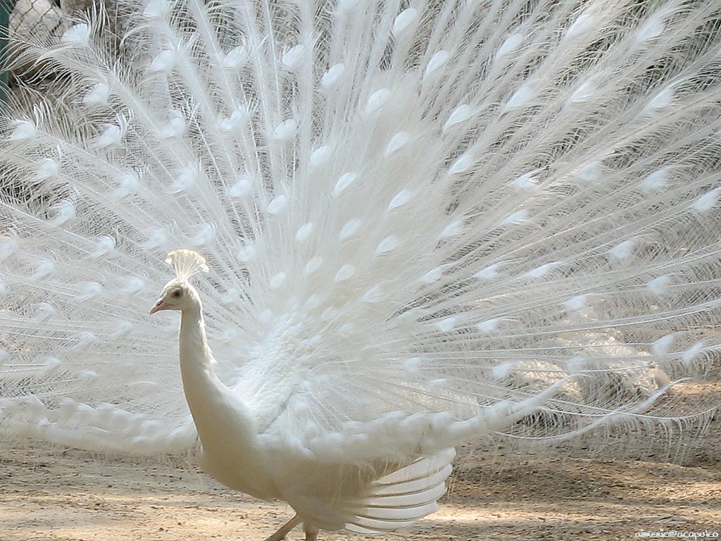 Peacock