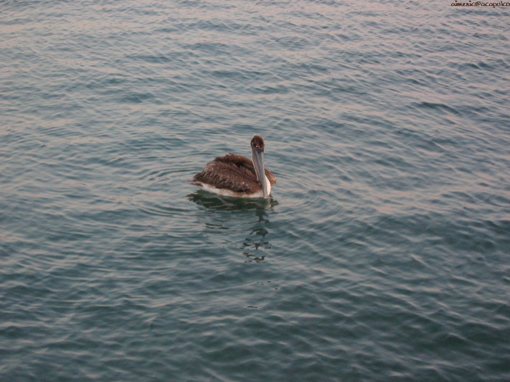 Pelican