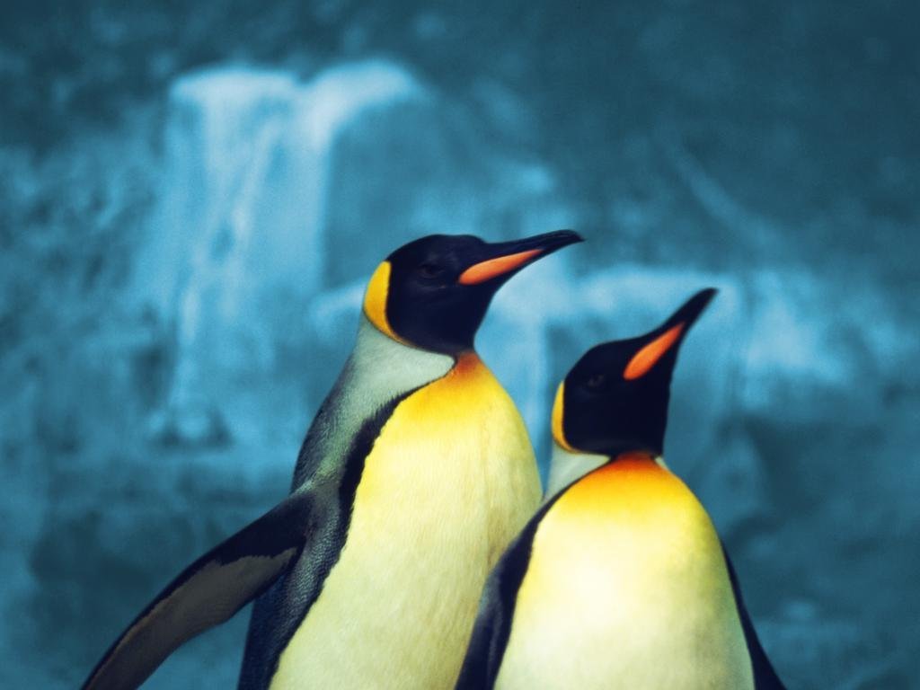 Pinguin