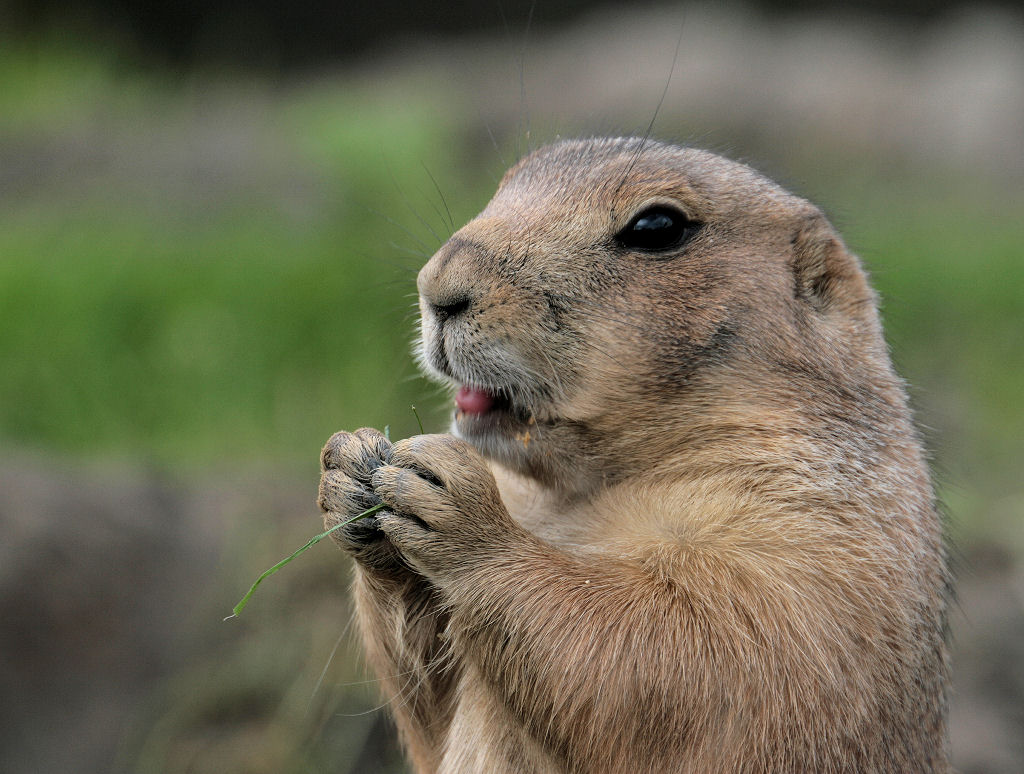 Prairiedog