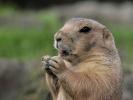 Prairiedog