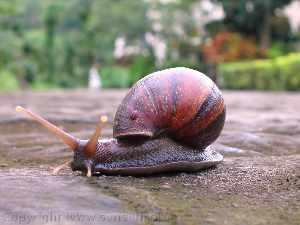 Snail