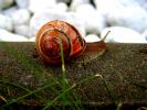 Snail