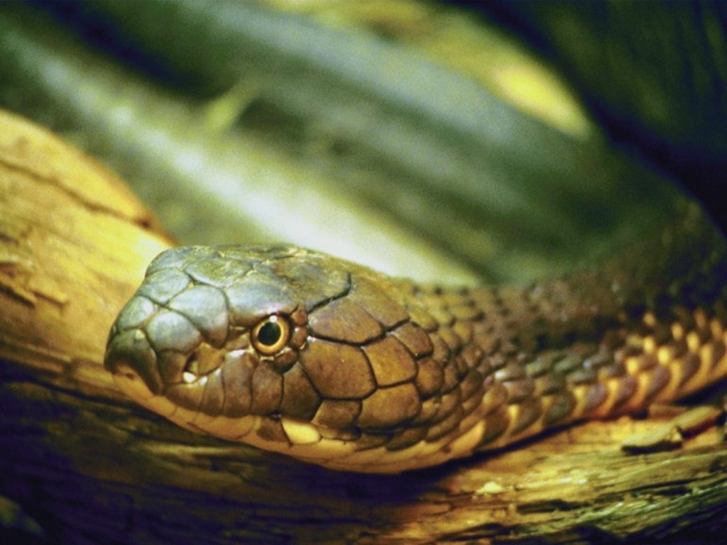 Snake Wallpapers. Images and animals Snake pictures 718