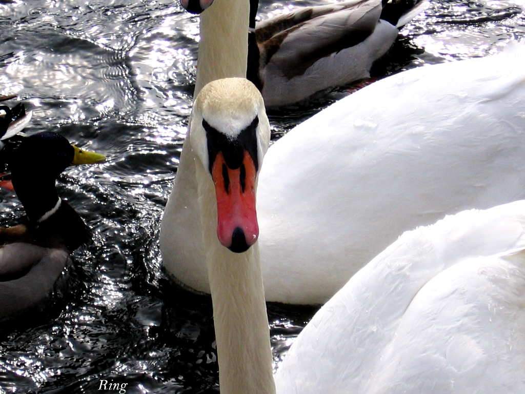 Swan