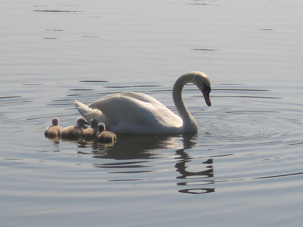 Swan