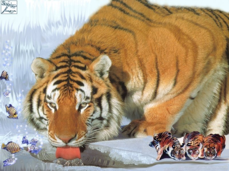 tigers wallpapers. Related Tiger wallpapers