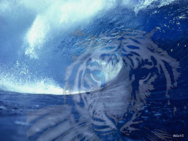 wallpaper tiger. Related Tiger wallpapers