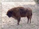 Wisent