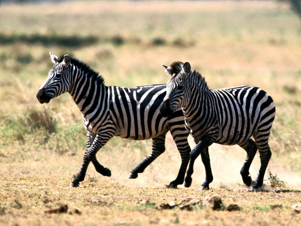 Zebra