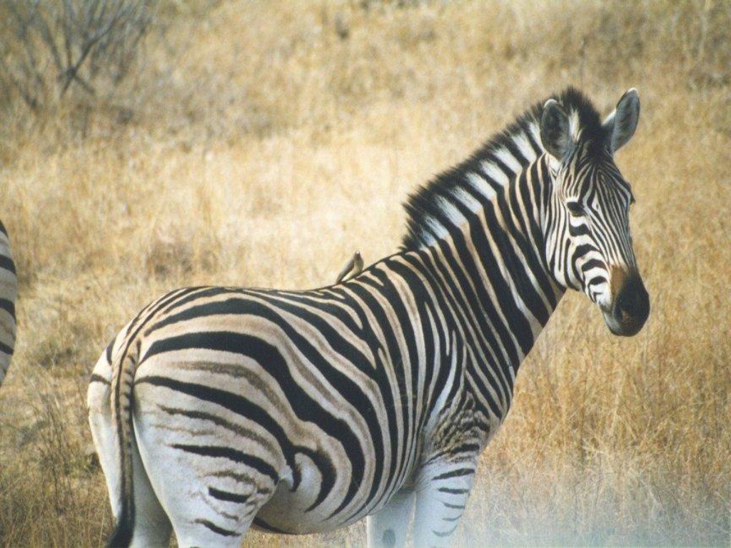 Zebra Zebra