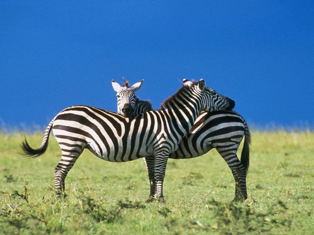 Zebra