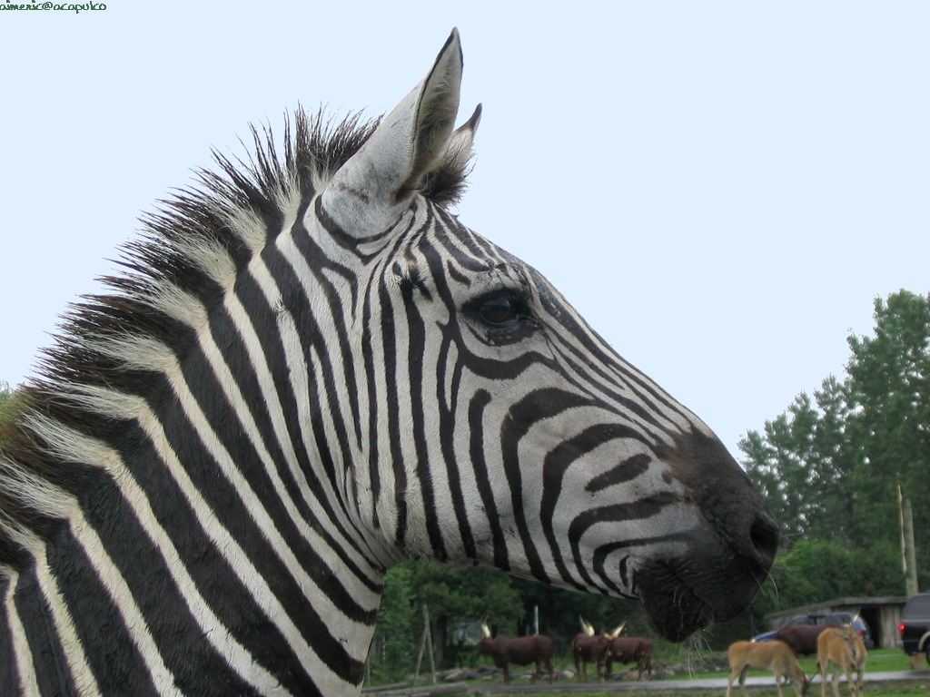 Zebra Zebra